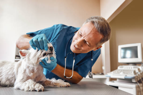Best After-Hours Emergency Dentist in Alanuk, AK